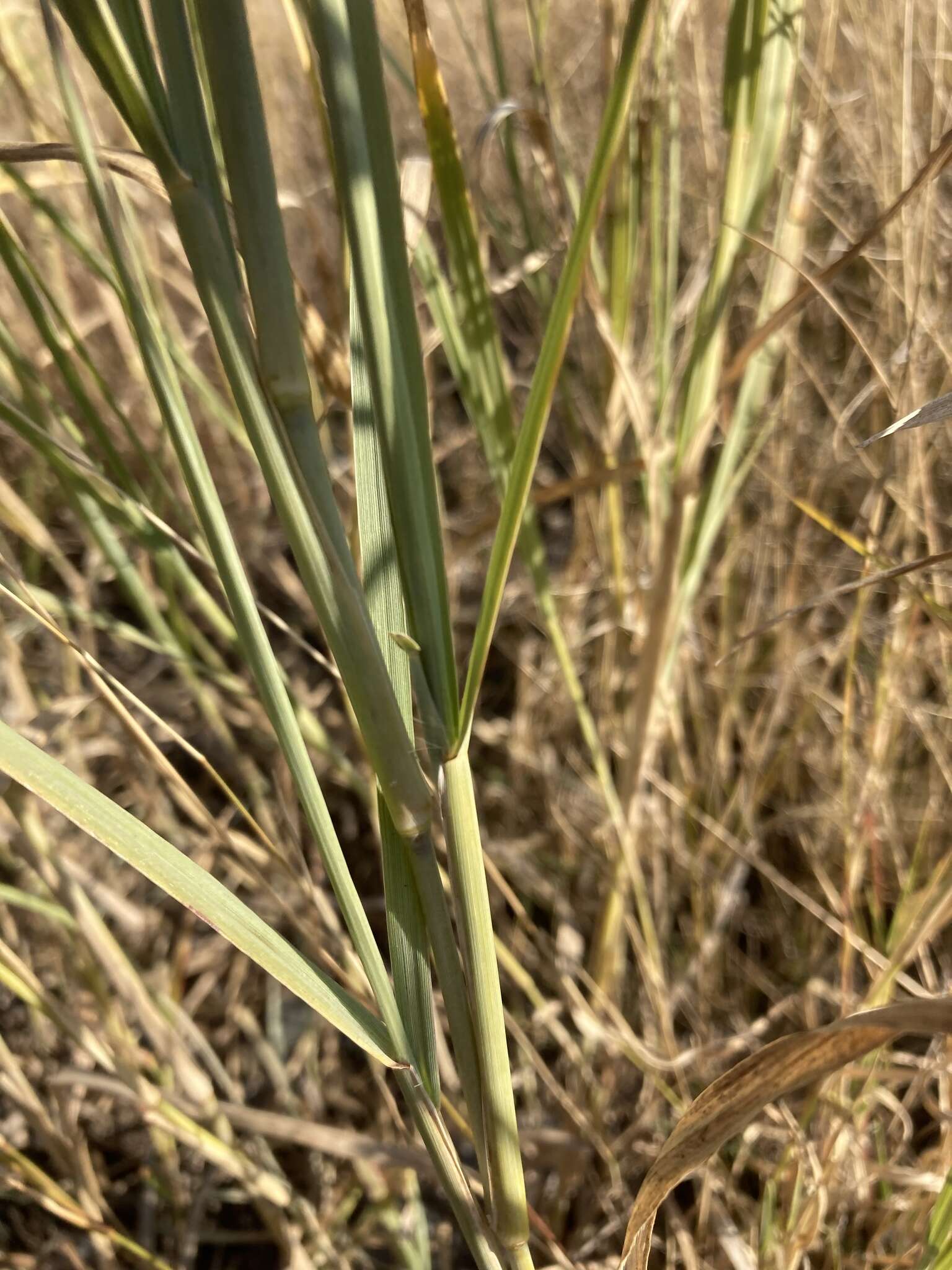 Sivun Cenchrus sphacelatus (Nees) Morrone kuva