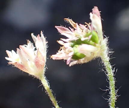 Image of Hermas capitata L. fil.