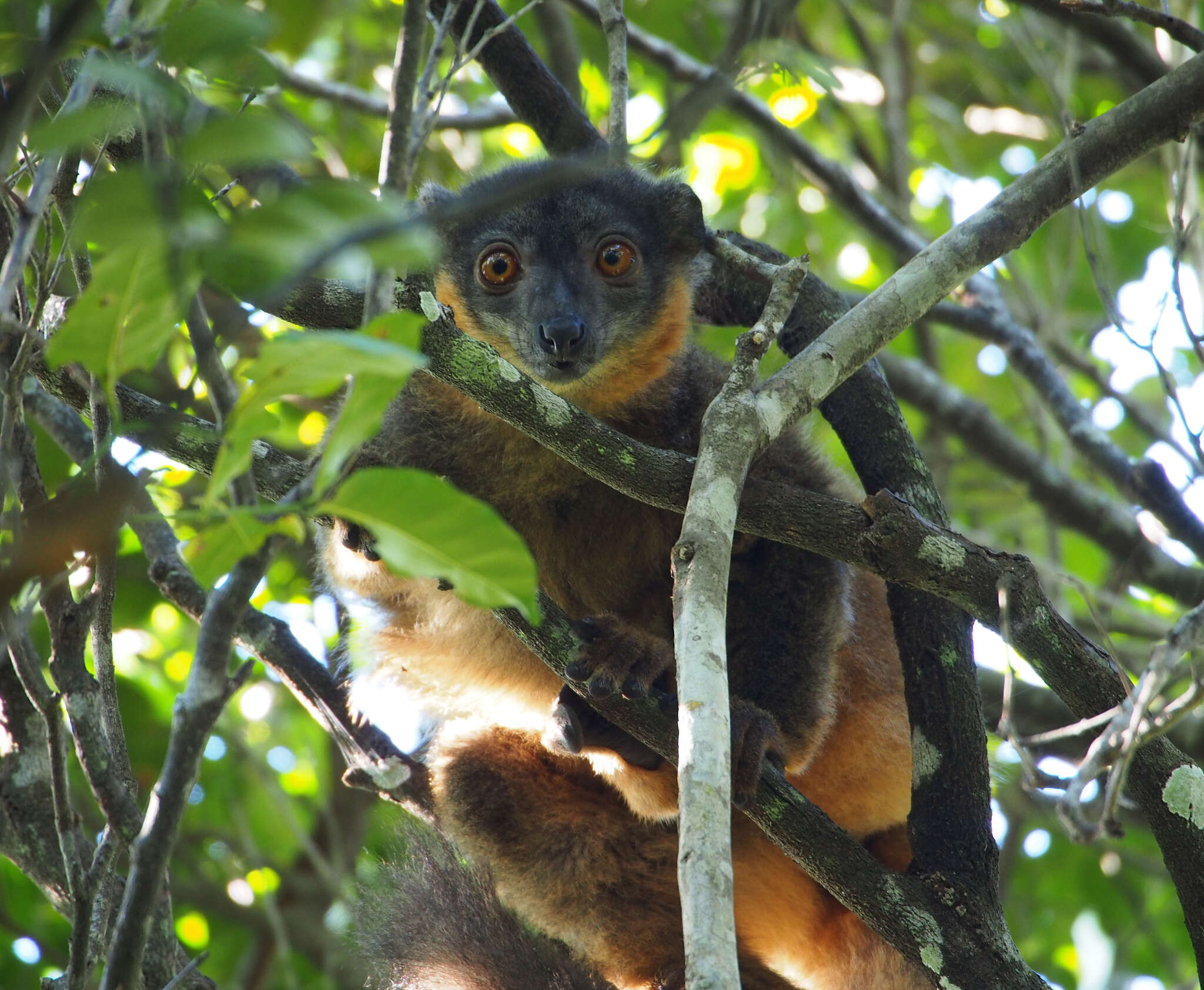Image of Collared Brown Lemur