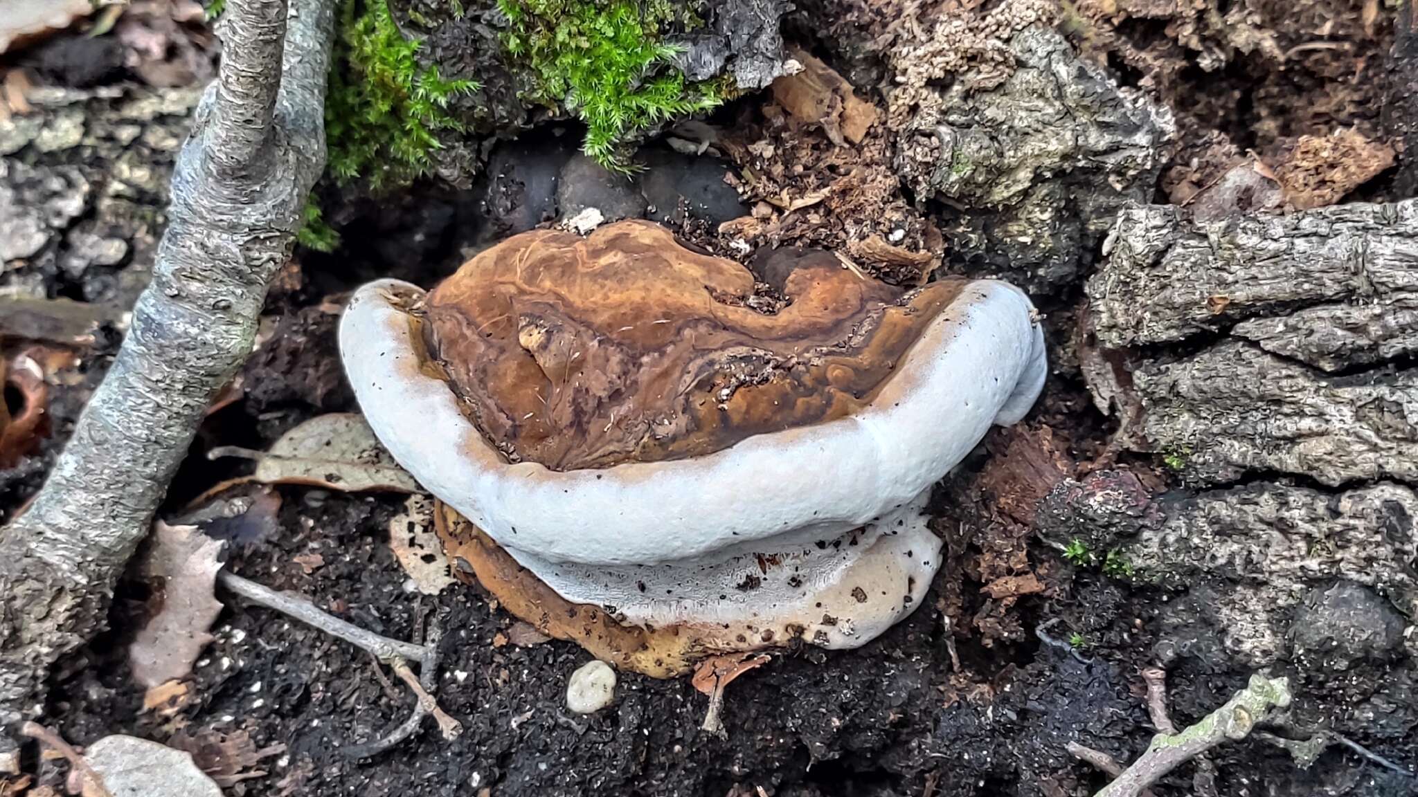 Imagem de Ganoderma adspersum (Schulzer) Donk 1969