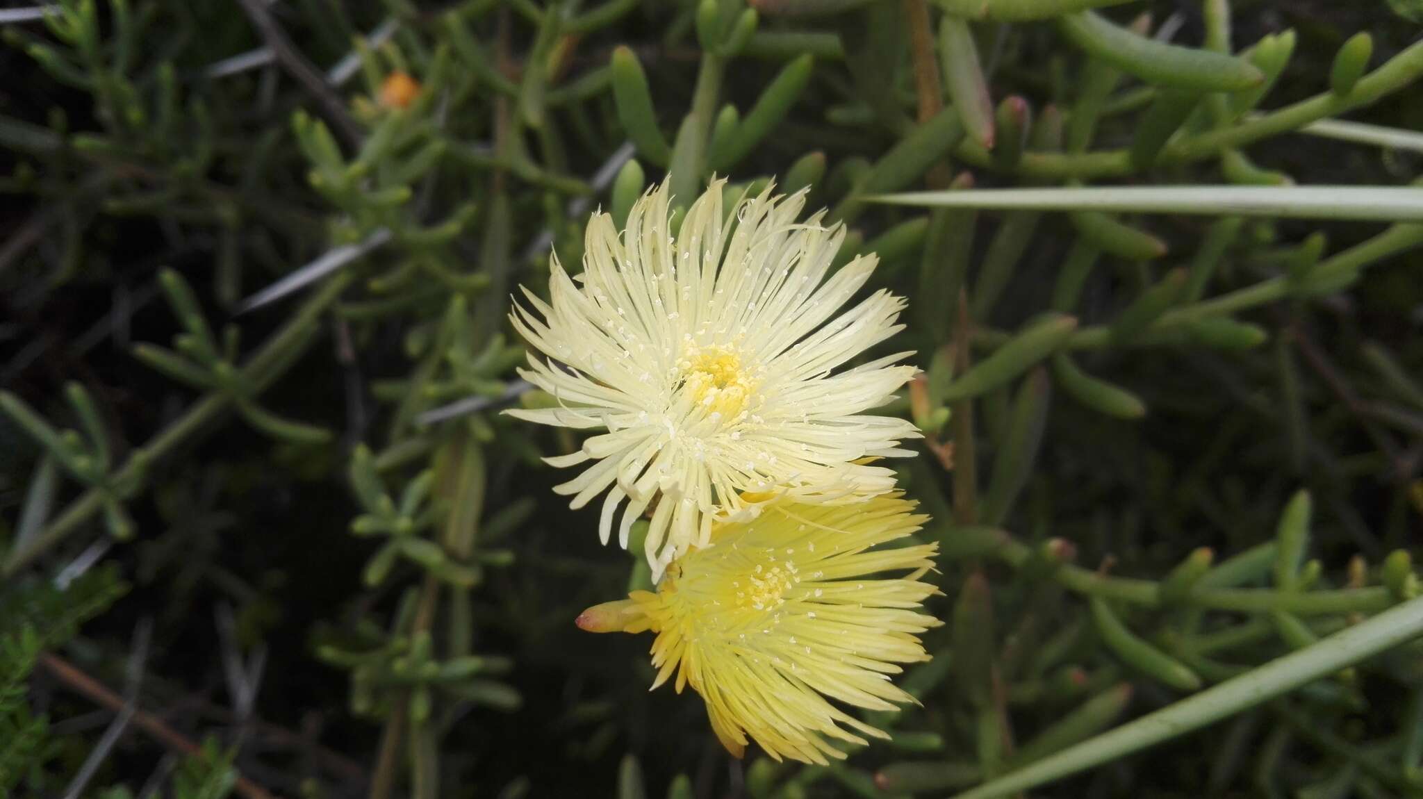 Imagem de Mesembryanthemum splendens L.