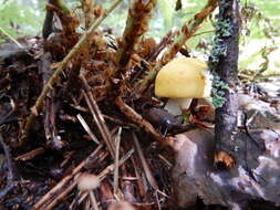 Image of yellow swamp brittlegill