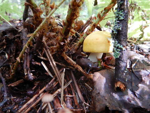 Image of yellow swamp brittlegill