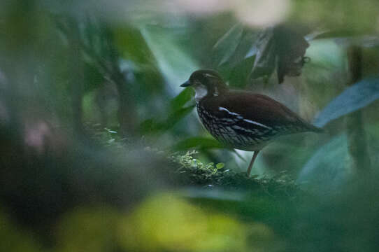 Image of Striated Ant Thrush