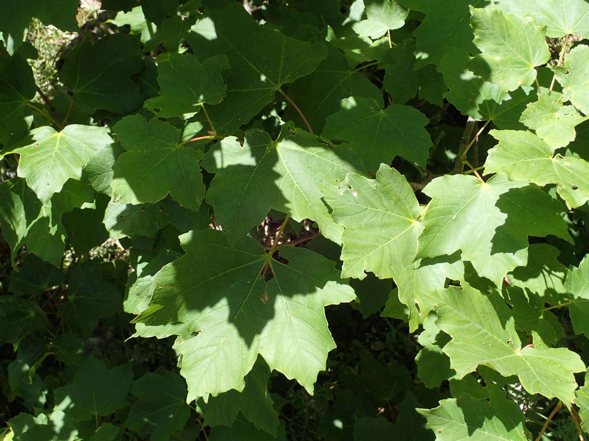 Image of Italian maple