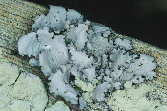 Image of Arnold's parmotrema lichen