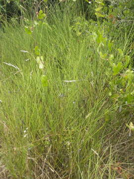 Image of striated broom