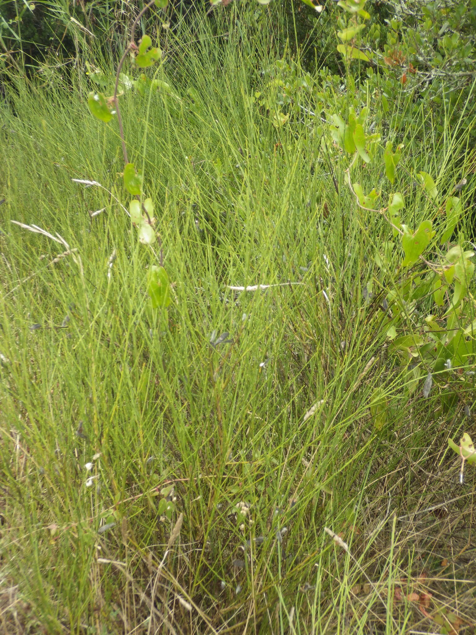 Слика од Cytisus striatus (Hill) Rothm.