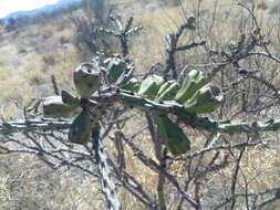 Imagem de Cylindropuntia thurberi (Engelm.) F. M. Knuth