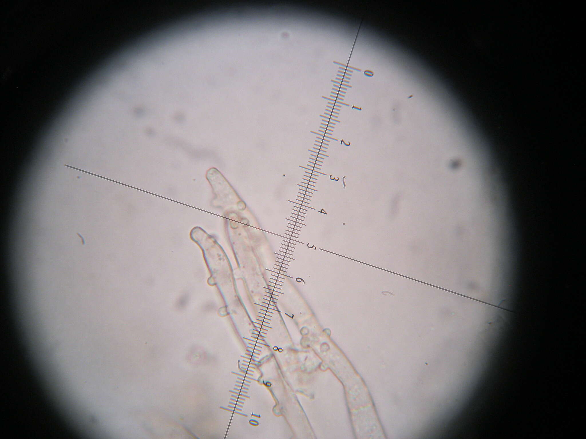 Botryobasidium conspersum J. Erikss. 1958 resmi