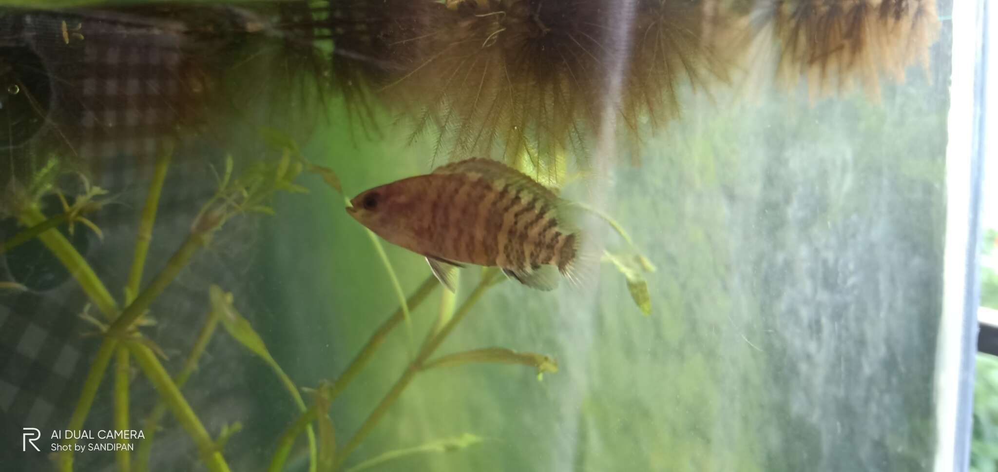 Image of Badis