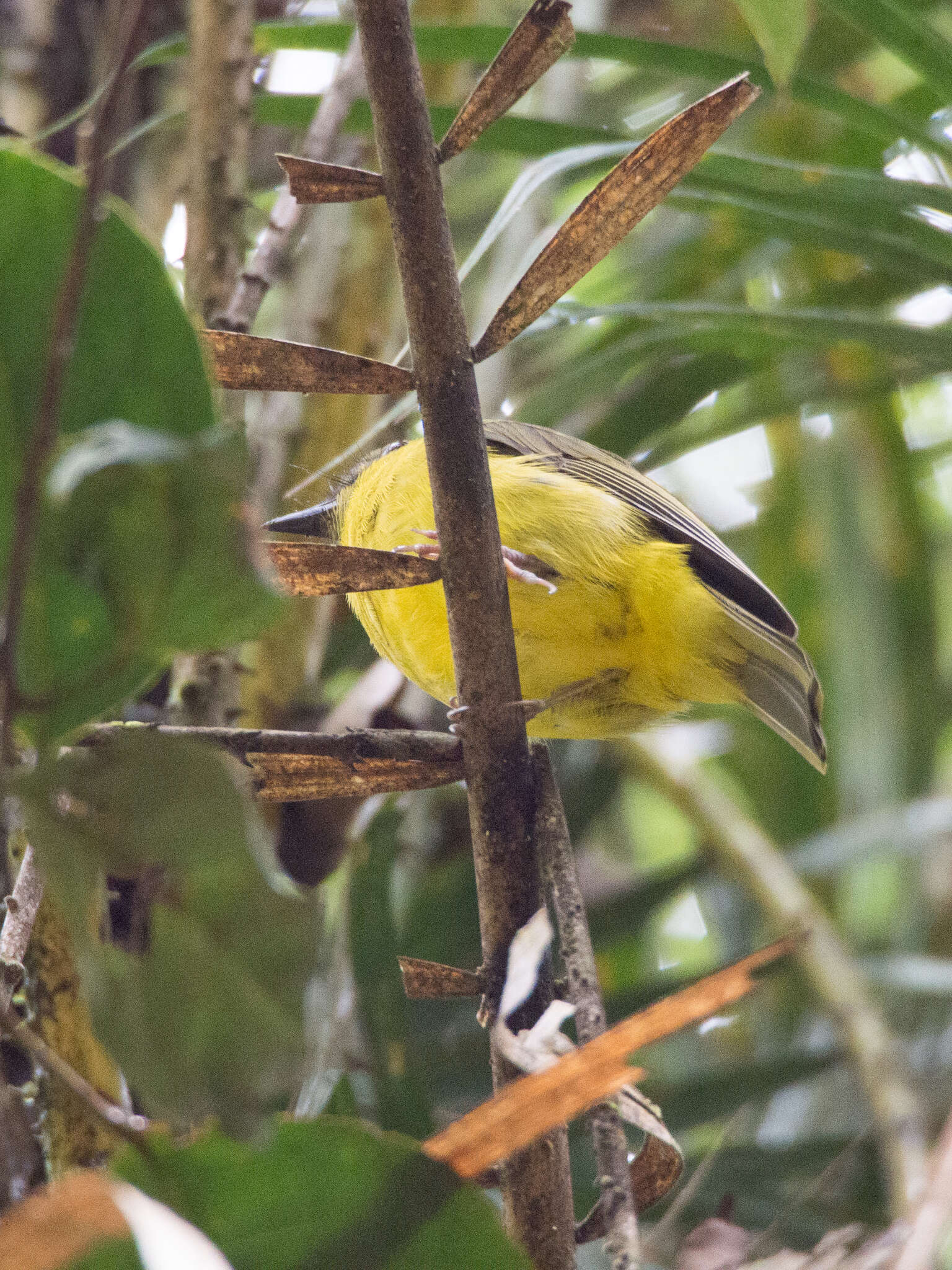 Imagem de Pachycephala hypoxantha (Sharpe 1887)