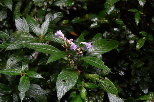 Strobilanthes formosana S. Moore resmi