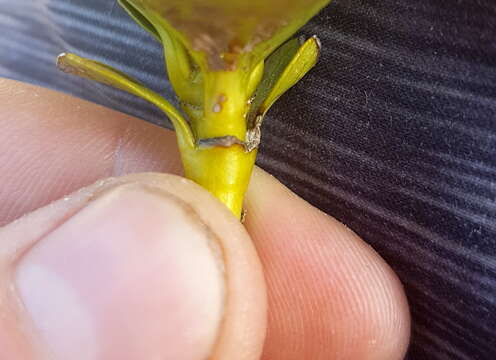 Image of Coprosma serrulata Hook. fil. ex Buchanan