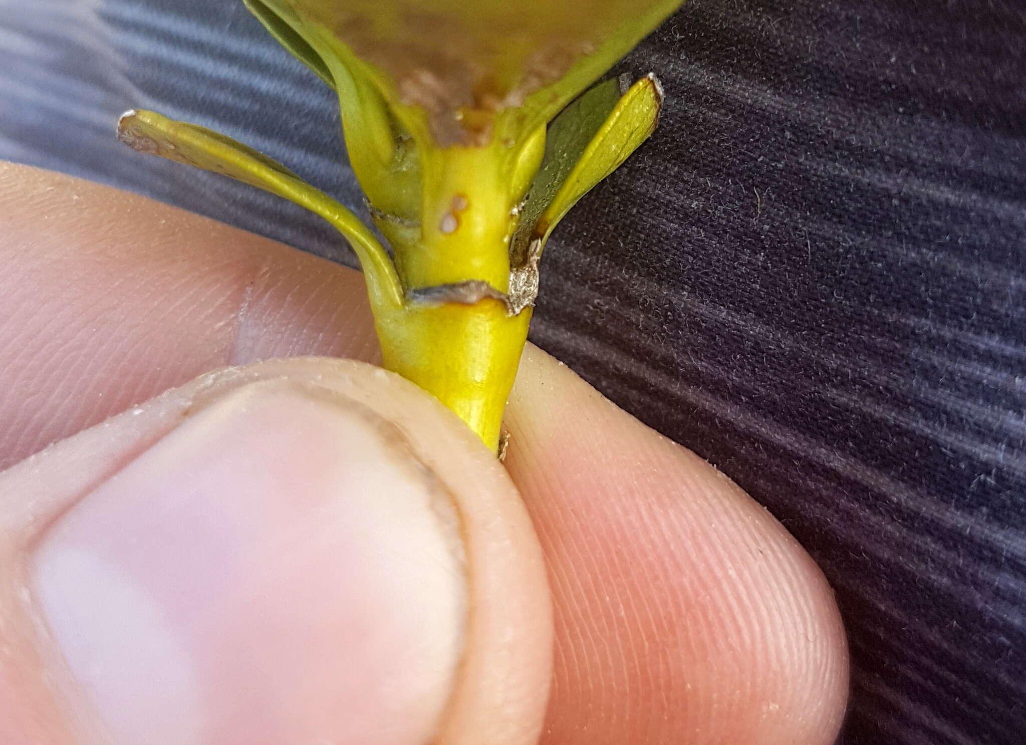 Image de Coprosma serrulata Hook. fil. ex Buchanan