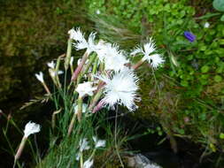 Image of Dianthus acicularis Fisch. ex Ledeb.