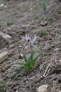 Слика од Iris narynensis O. Fedtsch.