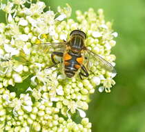 Слика од Mesembrius peregrinus (Loew 1846)