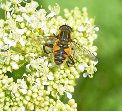 Слика од Mesembrius peregrinus (Loew 1846)