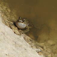 Image of Iberian Parsley Frog