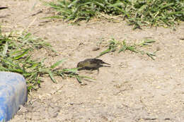 Image of Chestnut-capped Blackbird