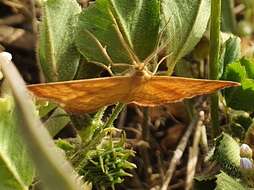 صورة Idaea luteolaria Constant 1863