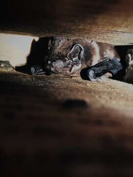 Image of Chinese Noctule