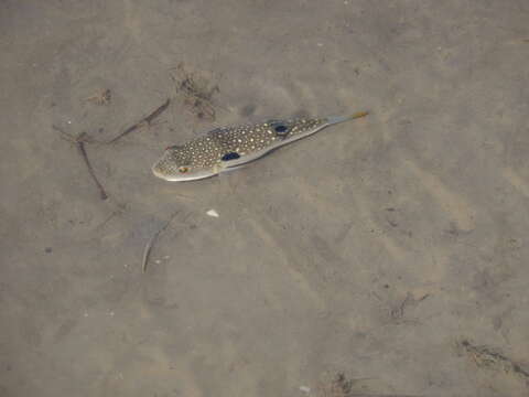 Image of Hong Kong Pufferfish