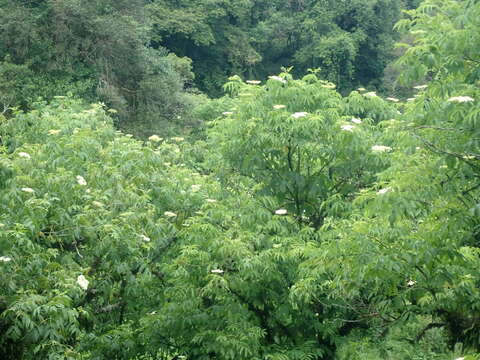 Image of Sambucus peruviana Kunth