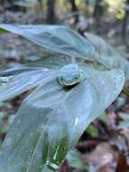 Image of Giant leaf frog