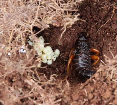 Image of seashore earwig