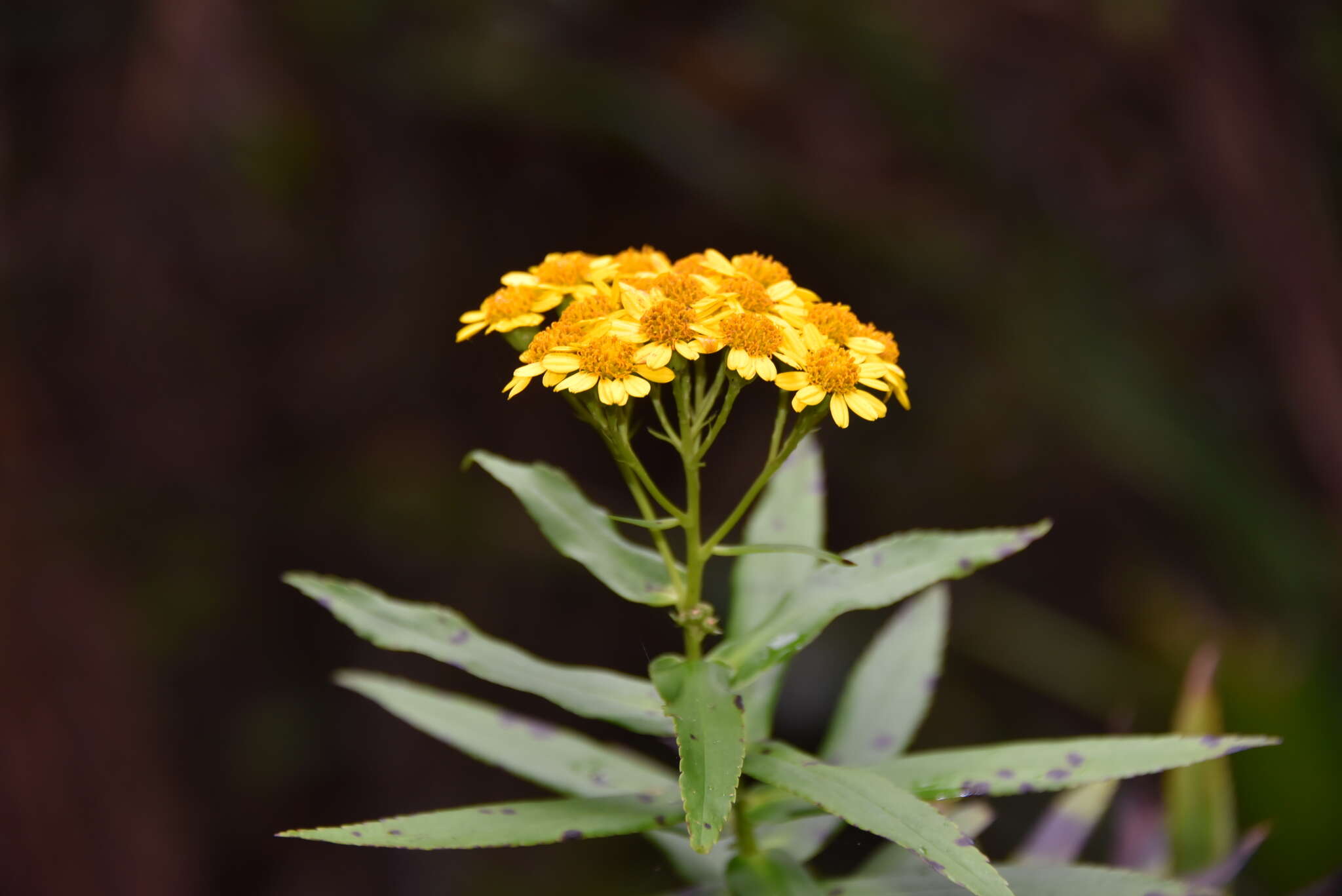 Image of Faujasia salicifolia (Pers.) C. Jeffrey