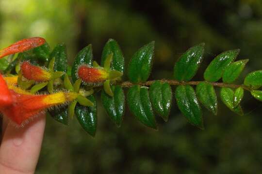 Image of Columnea microcalyx Hanst.