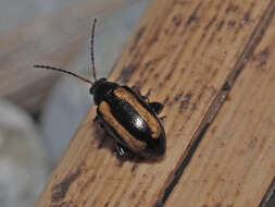 Image of Turnip flea beetle