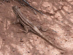 Image of Common Sagebrush Lizard