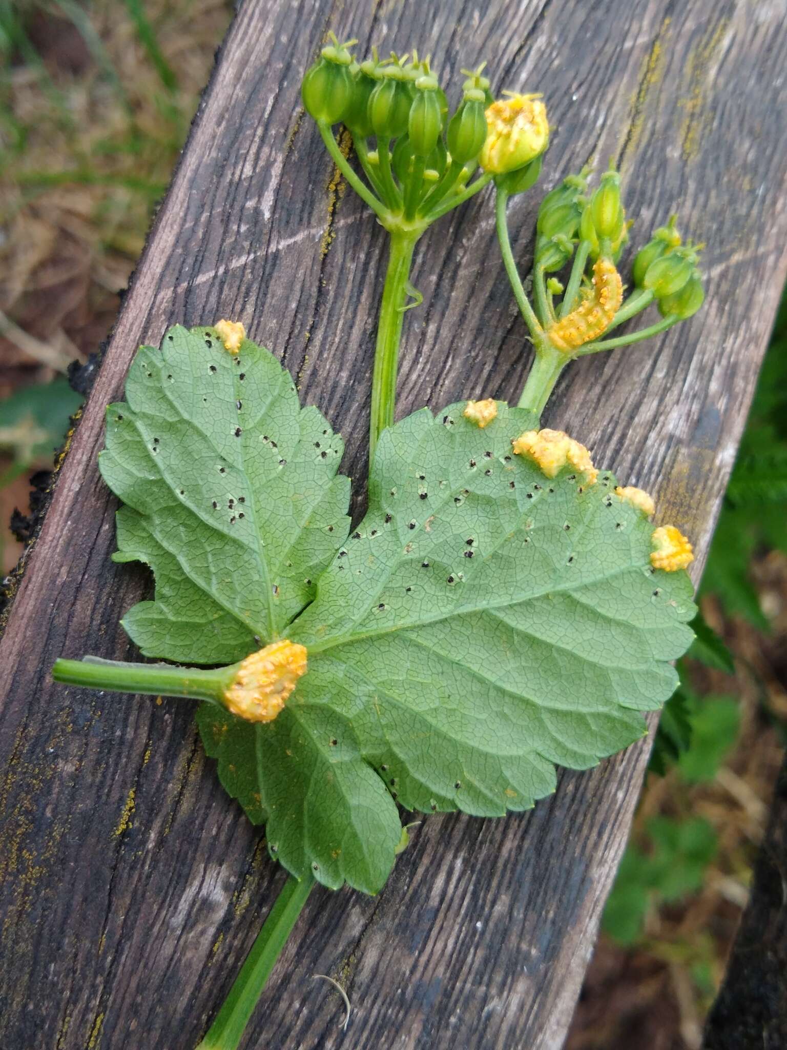 Imagem de Puccinia smyrnii Biv. 1816