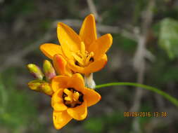 Image of Ixia dubia Vent.