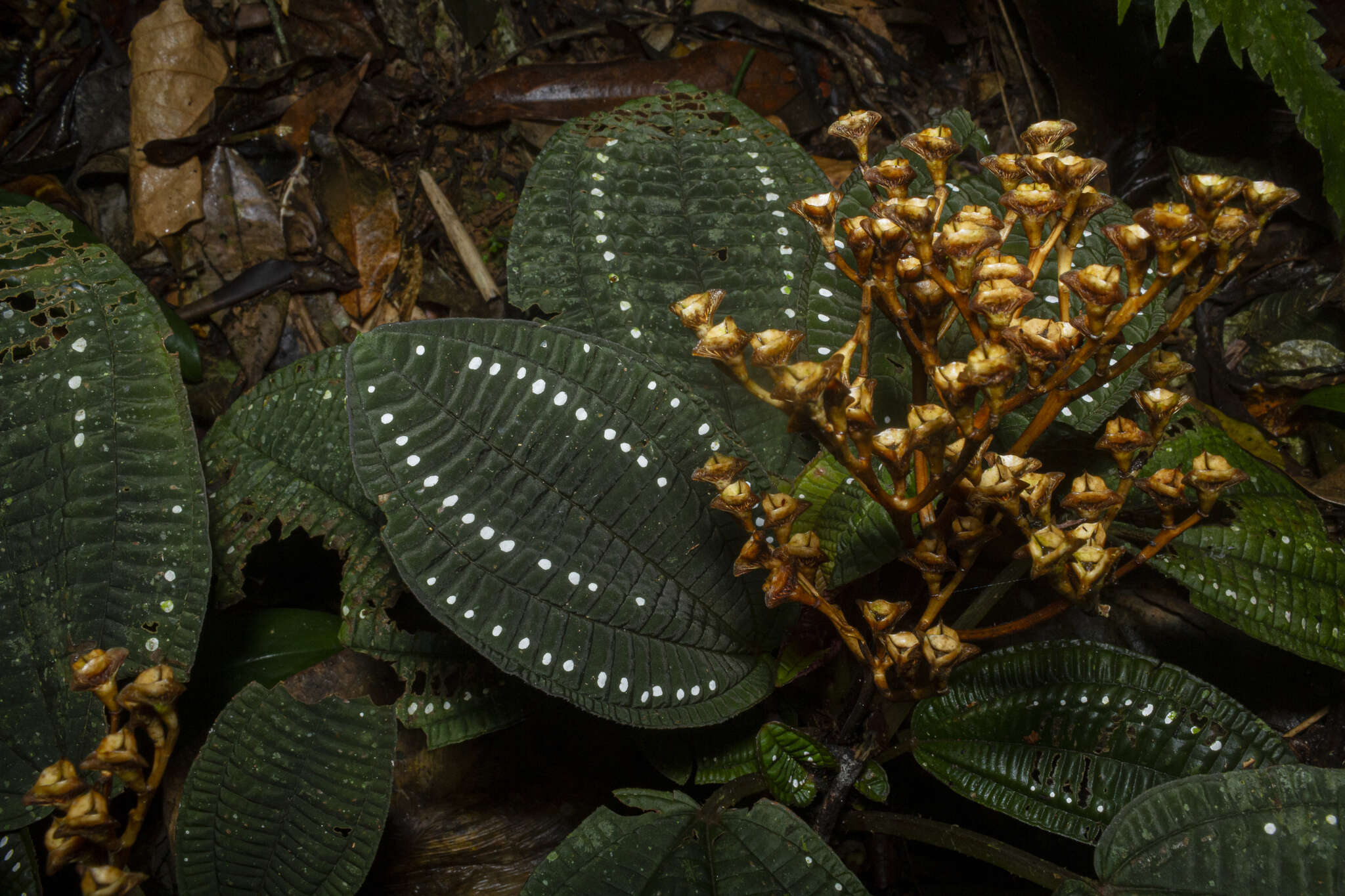 Sivun Salpinga margaritacea (Naud.) Triana kuva