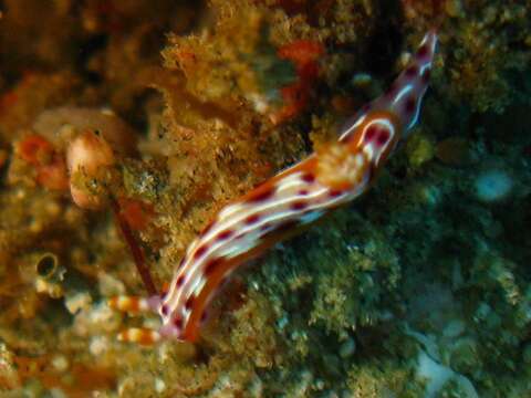 Image of Hypselodoris maculosa (Pease 1871)