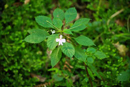 Image of Impatiens hochstetteri subsp. hochstetteri