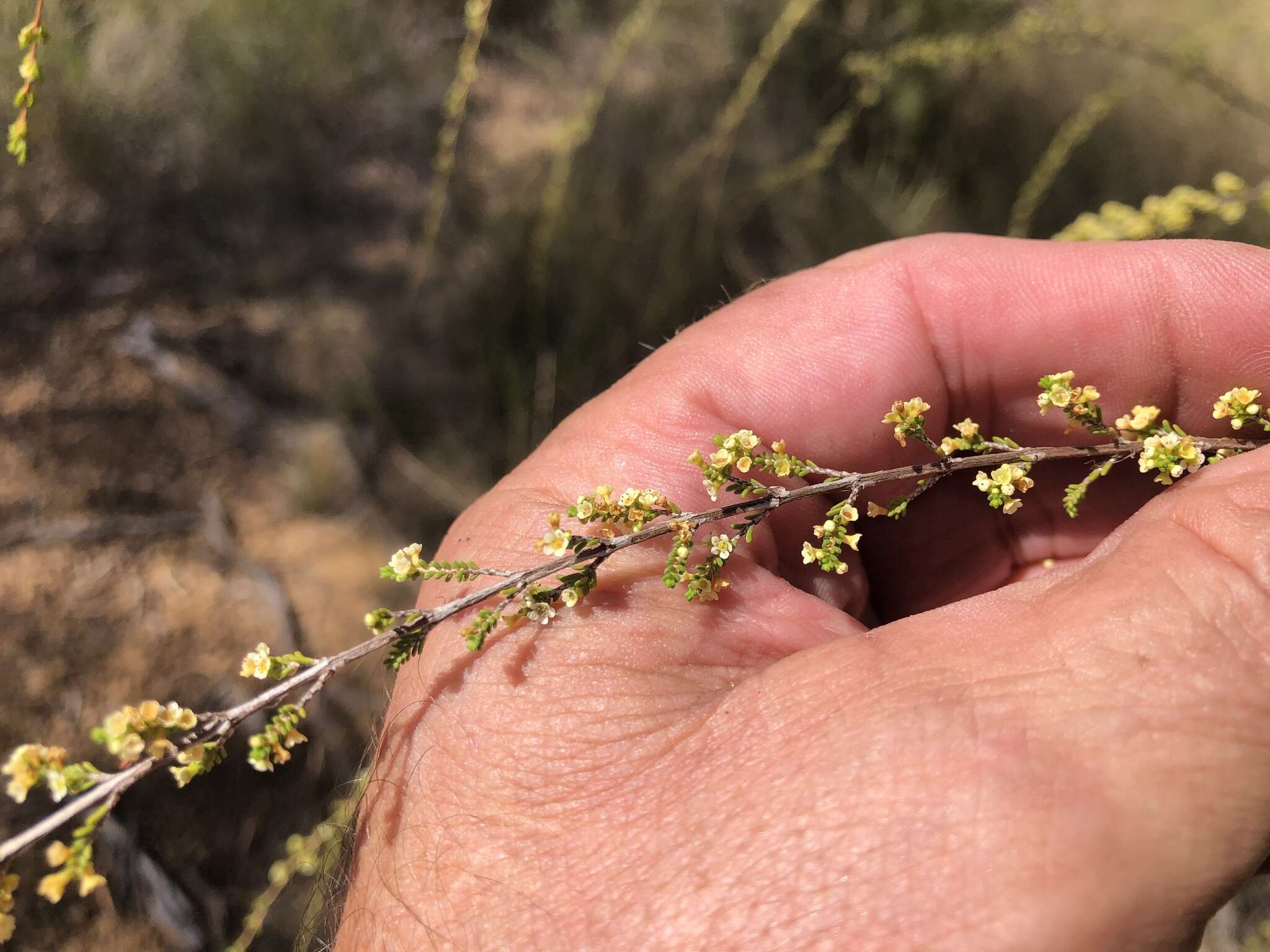 Image of Micromyrtus carinata A. R. Bean