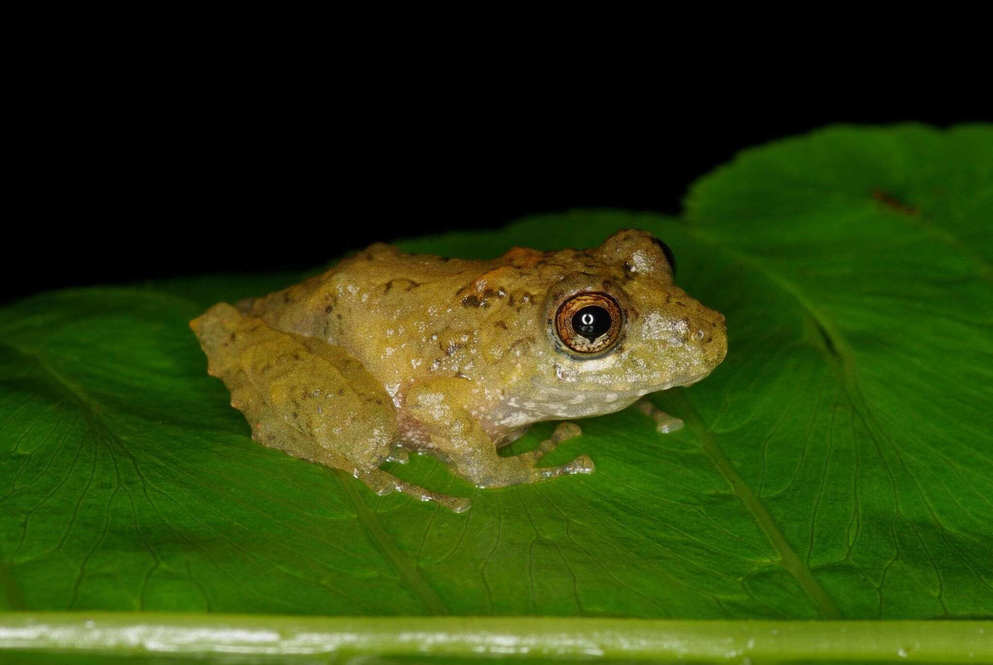 Image de Pristimantis crenunguis (Lynch 1976)