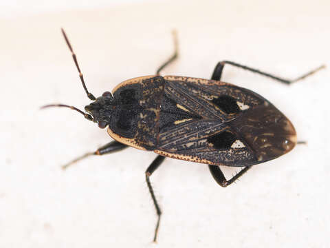 Image of Graptopeltus