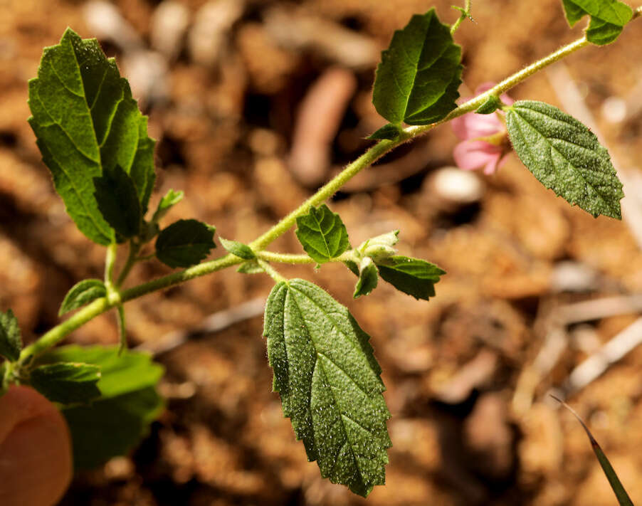 Image of Hermannia boraginiflora Hook.