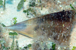 Image of prickly pen shell