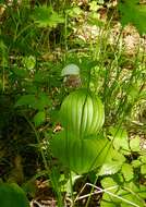 Image of hybrid ladyslipper