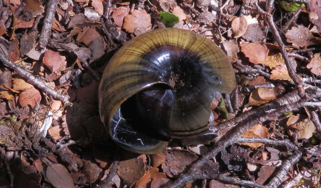 Image of Powelliphanta hochstetteri consobrina (Powell 1936)