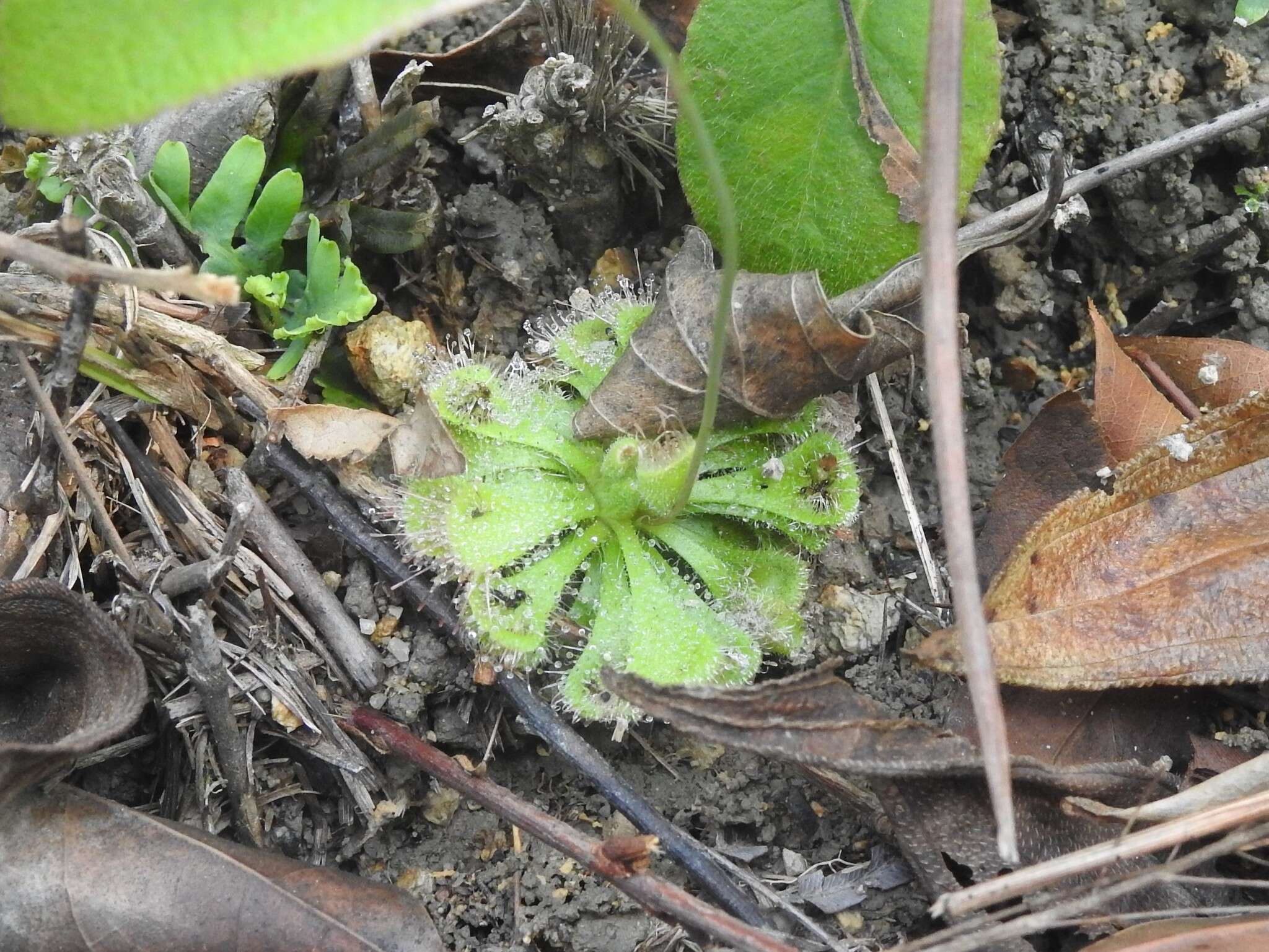 Image of <i>Drosera burmanni</i>