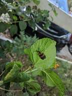 Image of Banded Net-winged Beetle