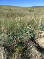 Image of mountain spurge